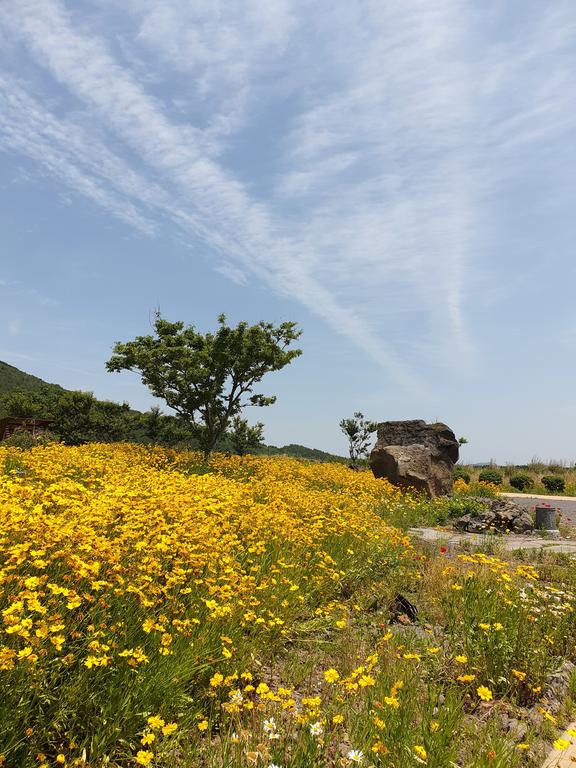 Brassica Flower Pension - thumb 3