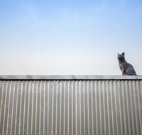 Cat on a Hot Tin Roof - Accommodation South Korea