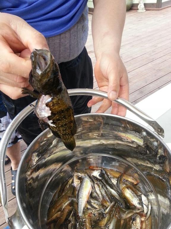 Fermata Pension - thumb 3