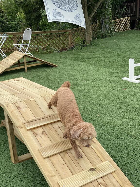 Hot Dog Pension - thumb 3