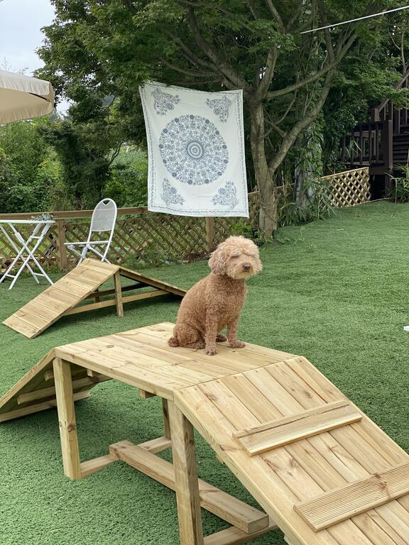 Hot Dog Pension - thumb 5