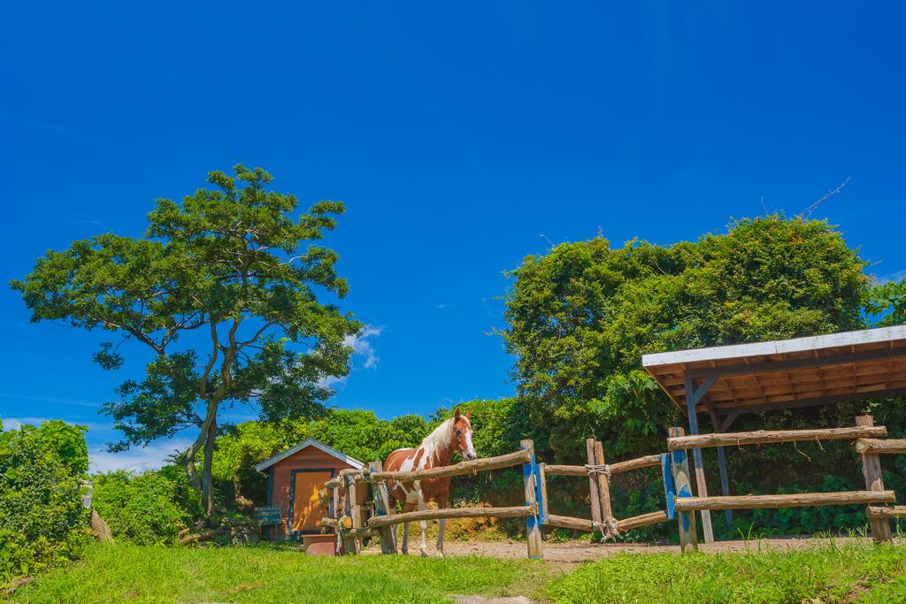 Jungmun Log Pension & Resort - thumb 7