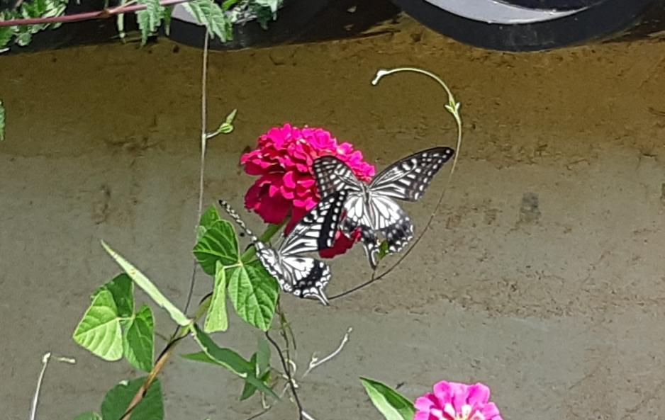 Manhoe Gotaek - thumb 1