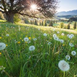 Bavaria Accommodation South Korea