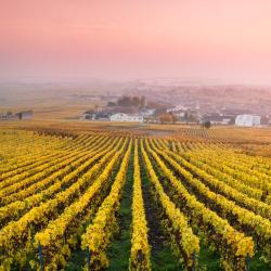 Champagne Accommodation South Korea