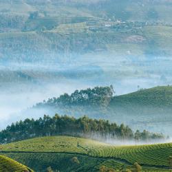 Munnar and Surroundings Accommodation South Korea