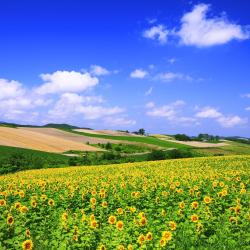 Hokkaido Accommodation South Korea