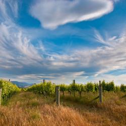 Marlborough Accommodation South Korea